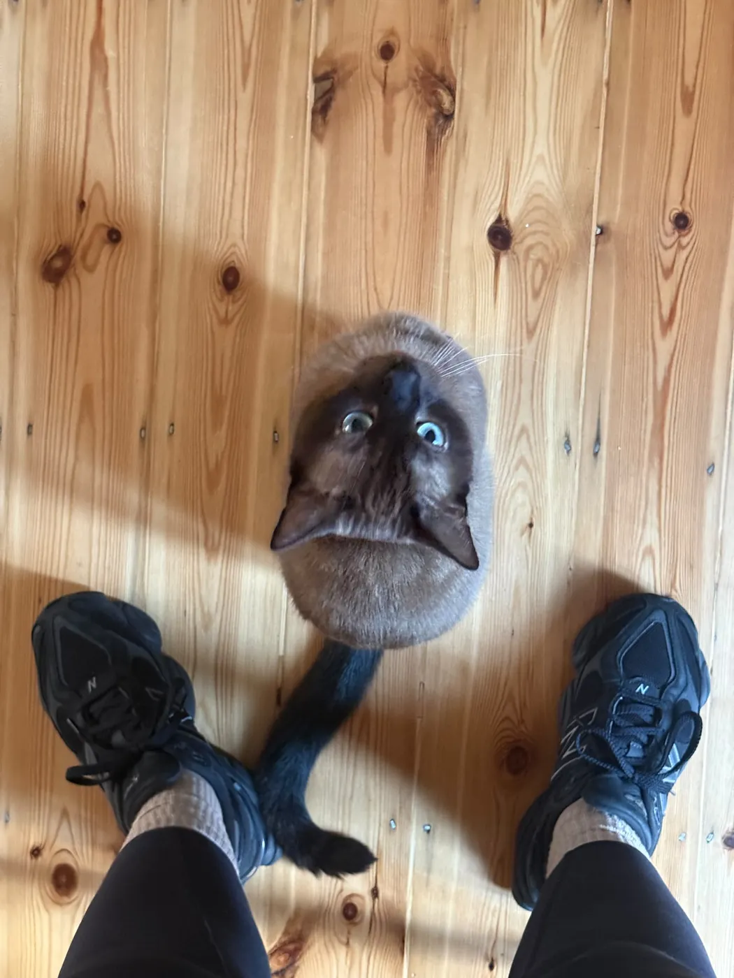 Wally looking straight up at the camera from the floor