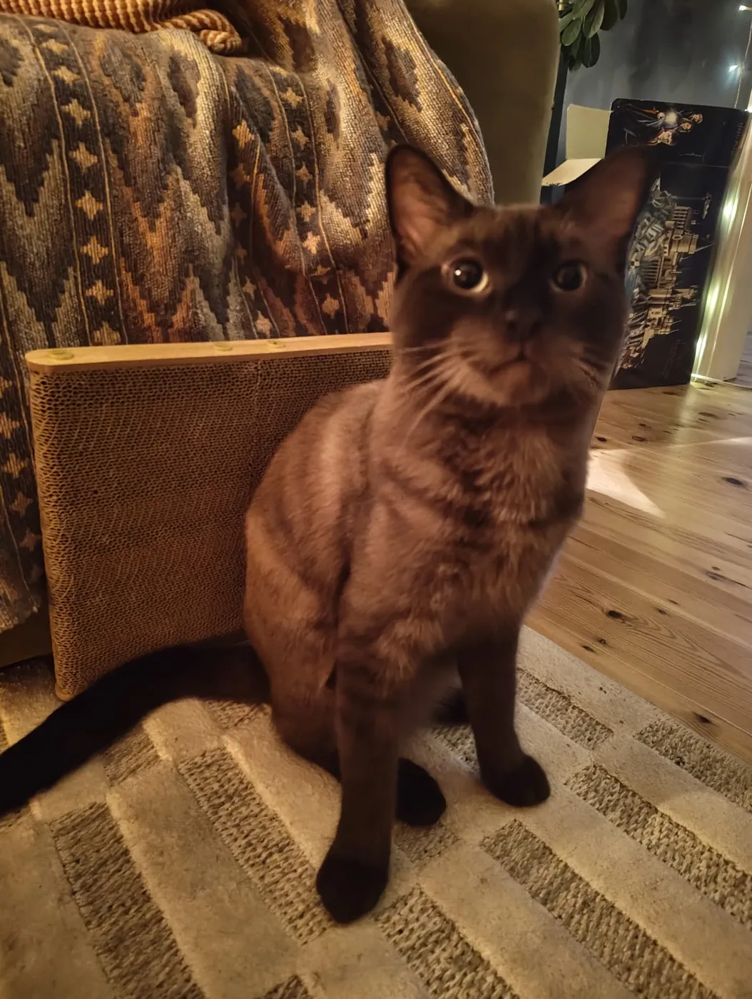 Wally sitting on a rug in front of a cardboard scratcher, staring at the camera