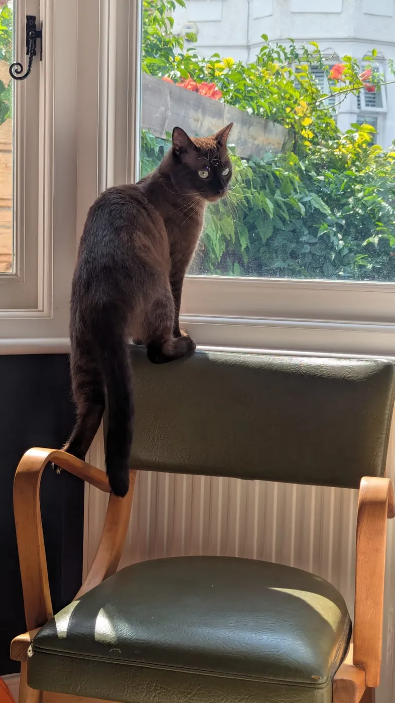 Wally perched on the back of a green chair, looking out of a sunny window