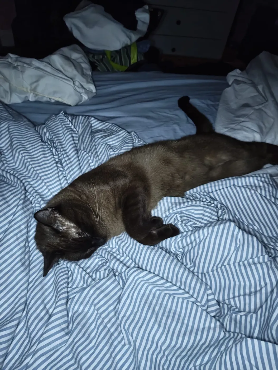 Wally stretched out asleep on a stripy duvet