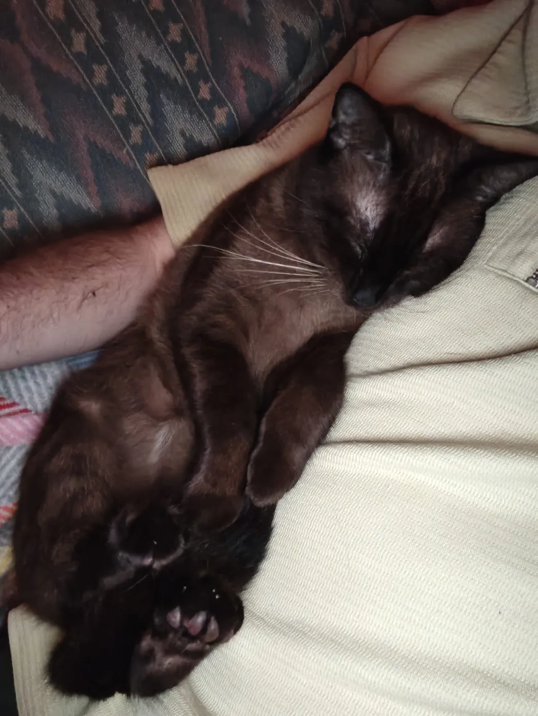 Wally asleep on his back on someone's lap, paws in the air