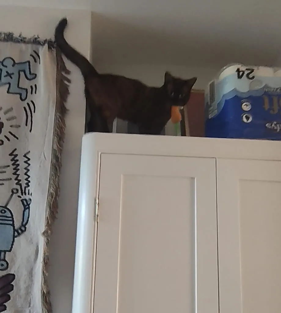 Wally standing on top of a white cupboard with a carrot toy in his mouth