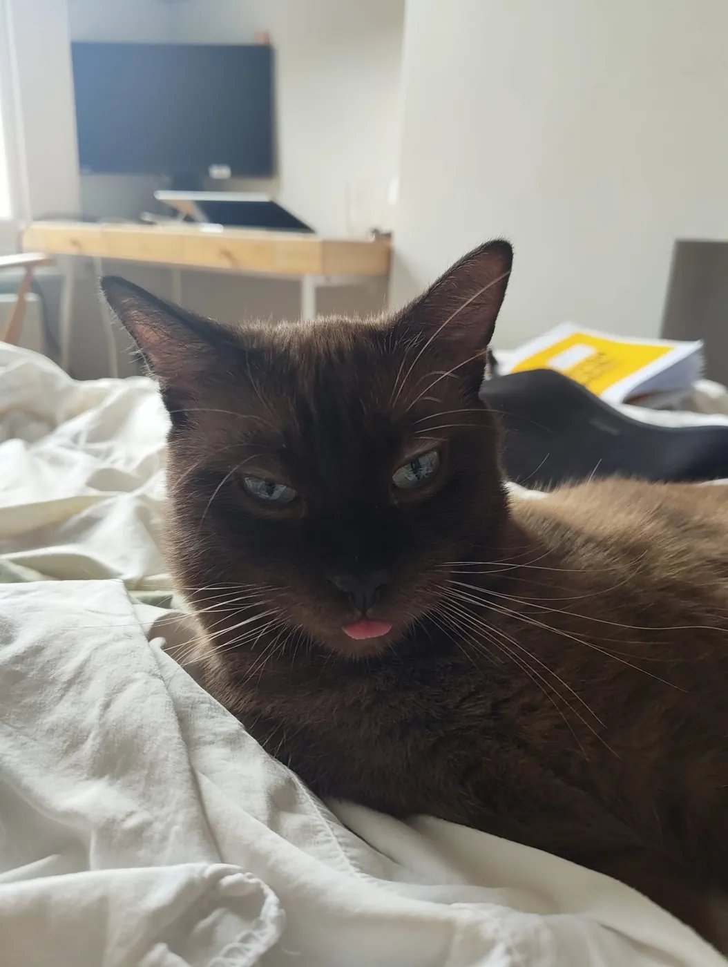 Close-up of Wally on a bed with the tip of his tongue poking out