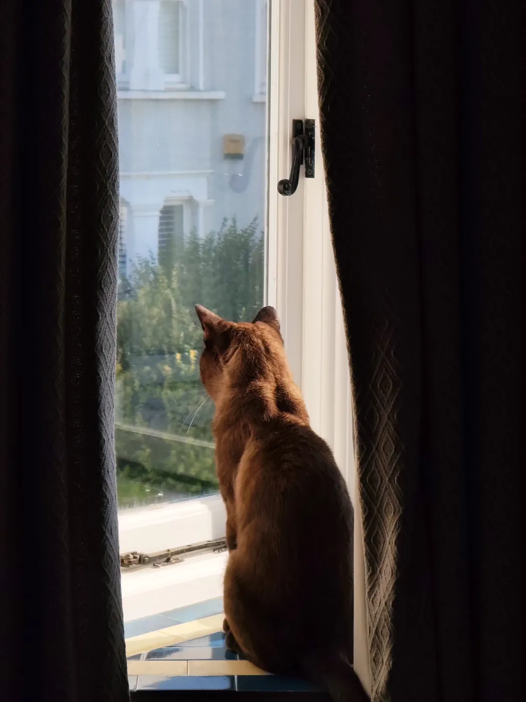Wally sitting in the lighthouse window between dark curtains, looking out at the street
